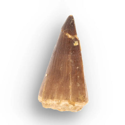 Mosasaur Tooth Fossil – Brown Cretaceous Marine Reptile
