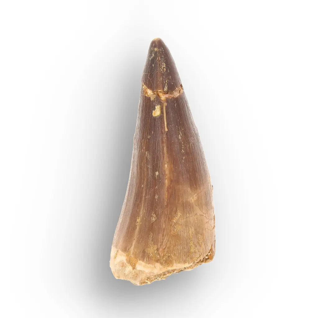 Mosasaur Tooth Fossil – Brown Cretaceous Marine Reptile