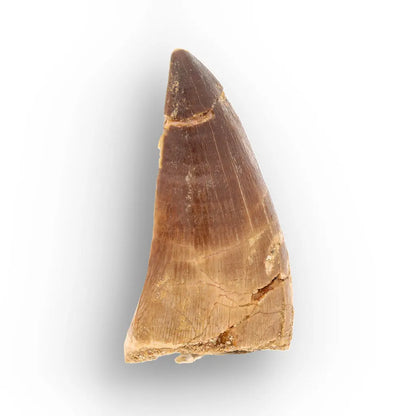Mosasaur Tooth Fossil – Brown Cretaceous Marine Reptile