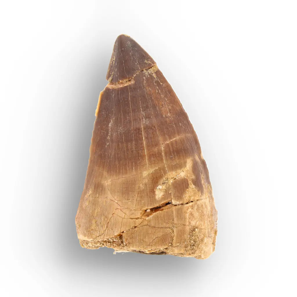 Mosasaur Tooth Fossil – Brown Cretaceous Marine Reptile
