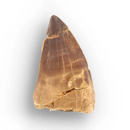 Mosasaur Tooth Fossil – Brown Cretaceous Marine Reptile