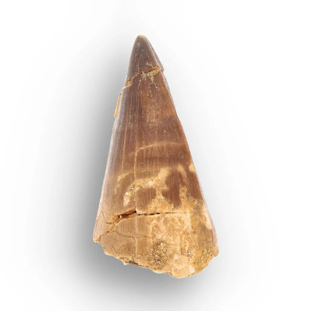Mosasaur Tooth Fossil – Brown Cretaceous Marine Reptile
