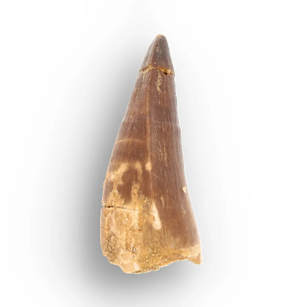 Mosasaur Tooth Fossil – Brown Cretaceous Marine Reptile