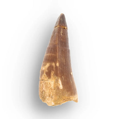 Mosasaur Tooth Fossil – Brown Cretaceous Marine Reptile