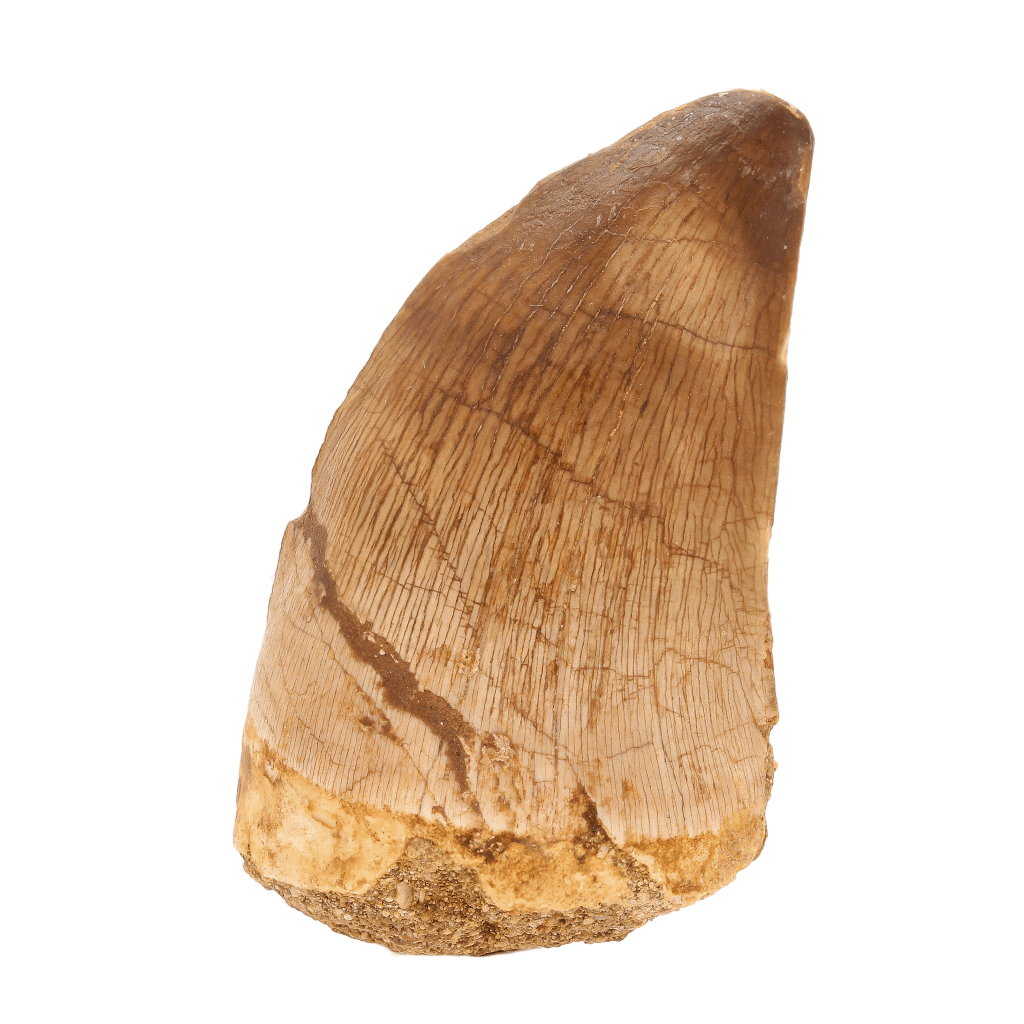 Get your Late Cretaceous Mosasaur Tooth Fossil – Prognathodon Morocco (Repaired) online now or in store at Forever Gems in Franschhoek, South Africa
