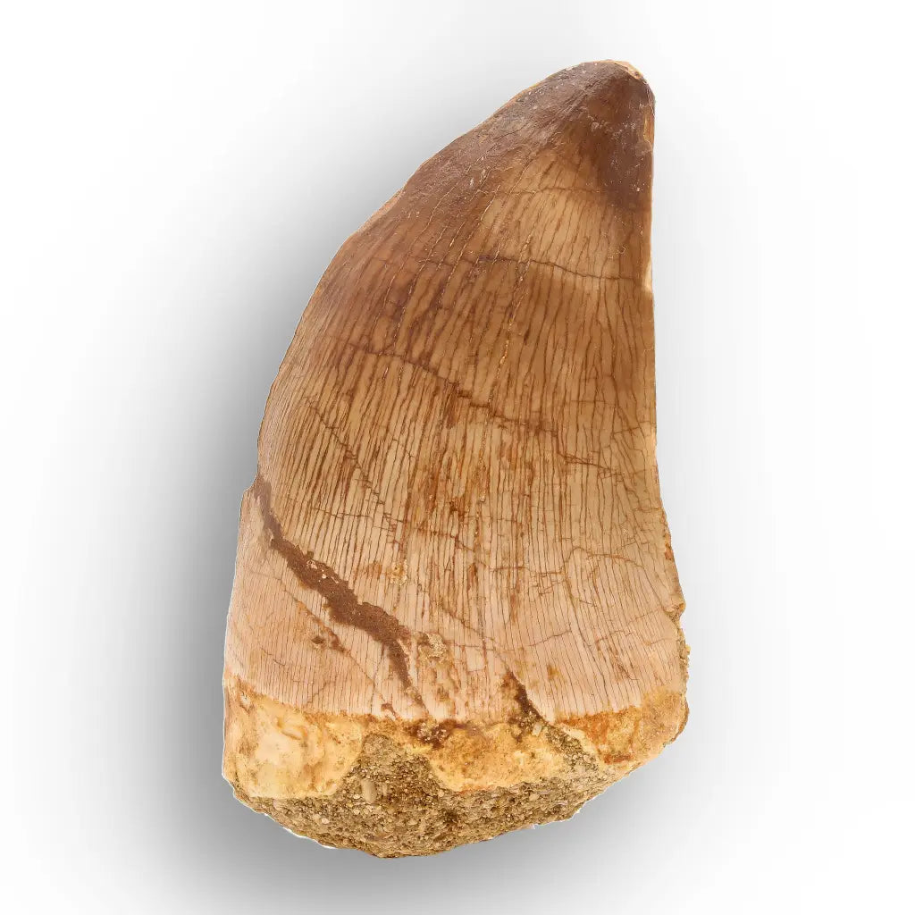 Get your Late Cretaceous Mosasaur Tooth Fossil – Prognathodon Morocco (Repaired) online now or in store at Forever Gems in Franschhoek, South Africa