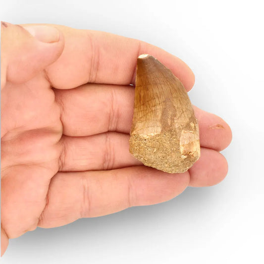 Get your Late Cretaceous Mosasaur Tooth Fossil – Prognathodon Morocco (Repaired) online now or in store at Forever Gems in Franschhoek, South Africa