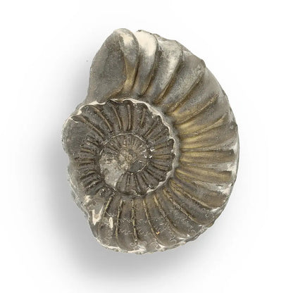 Get your Pyritized Ammonite and Clam Shell Fossil - Golden Treasures from Ancient Seas online now or in store at Forever Gems in Franschhoek, South Africa