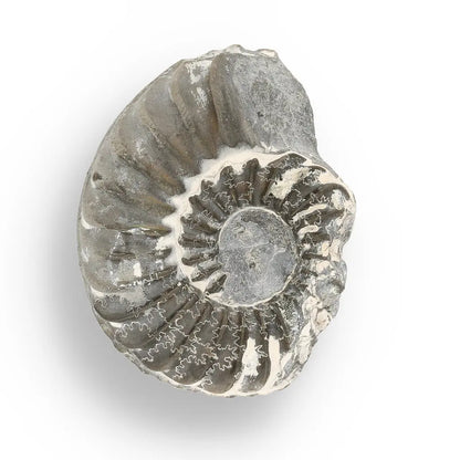 Get your Pyritized Ammonite and Clam Shell Fossil - Golden Treasures from Ancient Seas online now or in store at Forever Gems in Franschhoek, South Africa