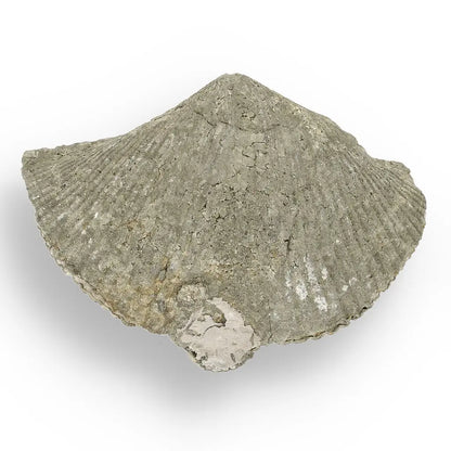 Get your Pyritized Ammonite and Clam Shell Fossil - Golden Treasures from Ancient Seas online now or in store at Forever Gems in Franschhoek, South Africa