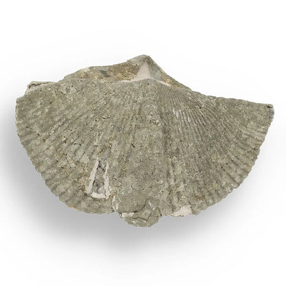 Get your Pyritized Ammonite and Clam Shell Fossil - Golden Treasures from Ancient Seas online now or in store at Forever Gems in Franschhoek, South Africa