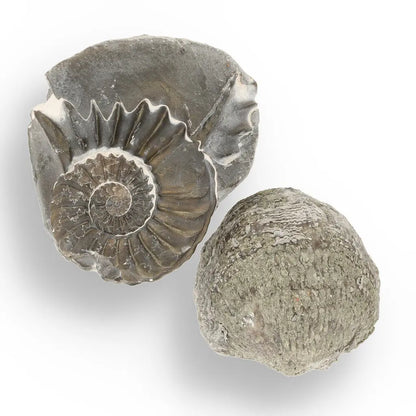 Get your Pyritized Ammonite and Clam Shell Fossil - Fool's Gold Prehistoric Duo online now or in store at Forever Gems in Franschhoek, South Africa