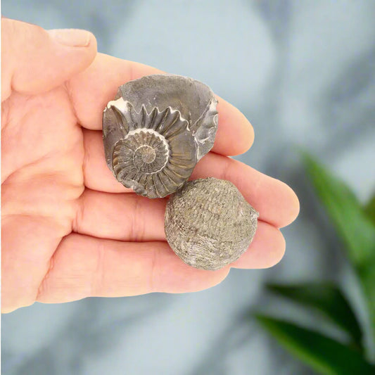 Get your Pyritized Ammonite and Clam Shell Fossil - Fool's Gold Prehistoric Duo online now or in store at Forever Gems in Franschhoek, South Africa