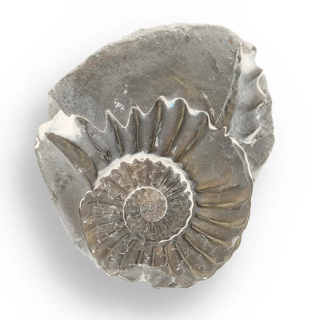 Get your Pyritized Ammonite and Clam Shell Fossil - Fool's Gold Prehistoric Duo online now or in store at Forever Gems in Franschhoek, South Africa
