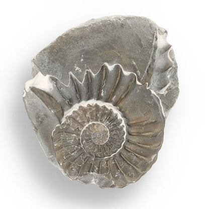 Get your Pyritized Ammonite and Clam Shell Fossil - Fool's Gold Prehistoric Duo online now or in store at Forever Gems in Franschhoek, South Africa