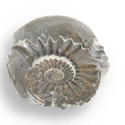 Get your Pyritized Ammonite and Clam Shell Fossil - Fool's Gold Prehistoric Duo online now or in store at Forever Gems in Franschhoek, South Africa