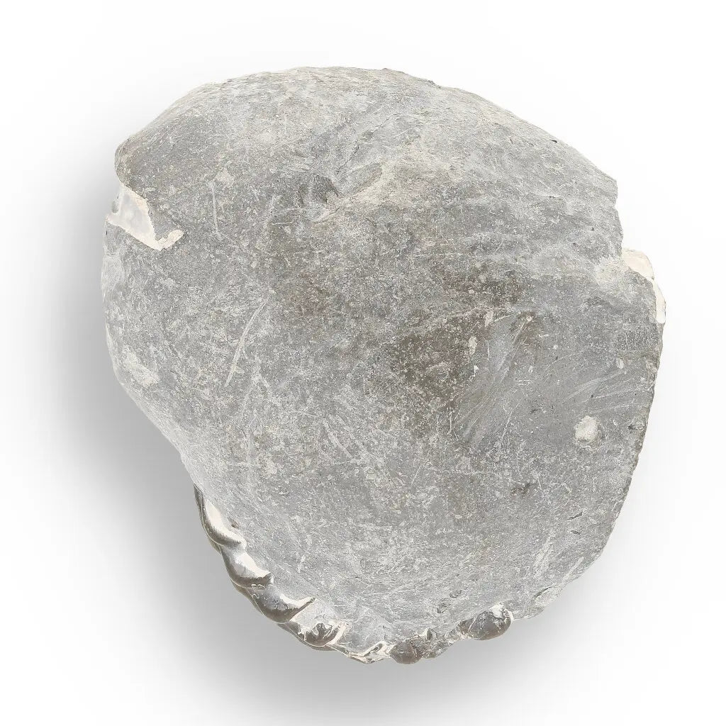 Get your Pyritized Ammonite and Clam Shell Fossil - Fool's Gold Prehistoric Duo online now or in store at Forever Gems in Franschhoek, South Africa