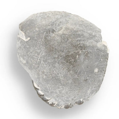 Get your Pyritized Ammonite and Clam Shell Fossil - Fool's Gold Prehistoric Duo online now or in store at Forever Gems in Franschhoek, South Africa