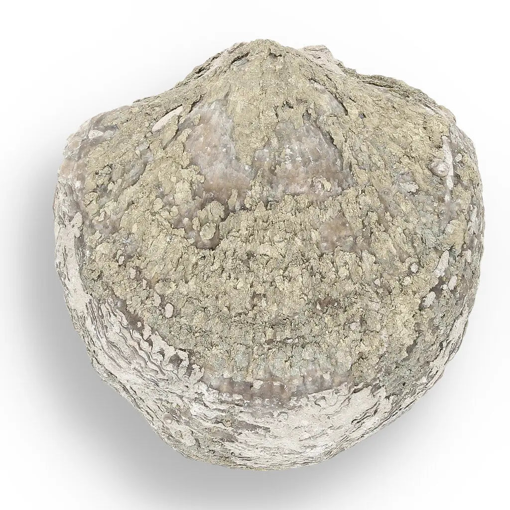 Get your Pyritized Ammonite and Clam Shell Fossil - Fool's Gold Prehistoric Duo online now or in store at Forever Gems in Franschhoek, South Africa