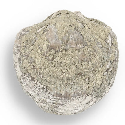 Get your Pyritized Ammonite and Clam Shell Fossil - Fool's Gold Prehistoric Duo online now or in store at Forever Gems in Franschhoek, South Africa