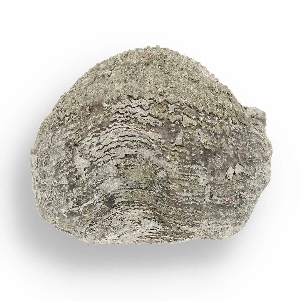 Get your Pyritized Ammonite and Clam Shell Fossil - Fool's Gold Prehistoric Duo online now or in store at Forever Gems in Franschhoek, South Africa