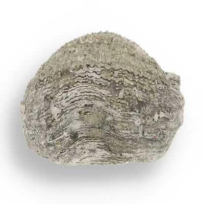 Get your Pyritized Ammonite and Clam Shell Fossil - Fool's Gold Prehistoric Duo online now or in store at Forever Gems in Franschhoek, South Africa