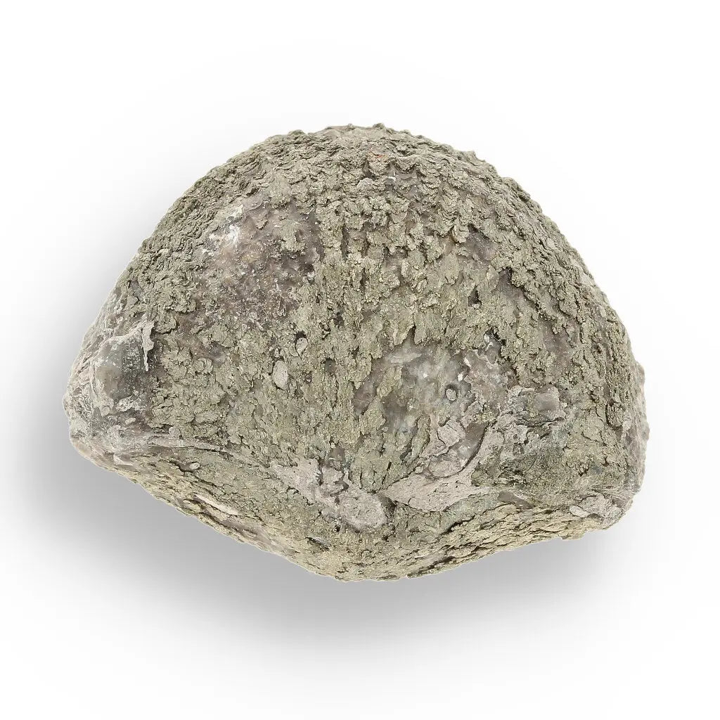 Get your Pyritized Ammonite and Clam Shell Fossil - Fool's Gold Prehistoric Duo online now or in store at Forever Gems in Franschhoek, South Africa