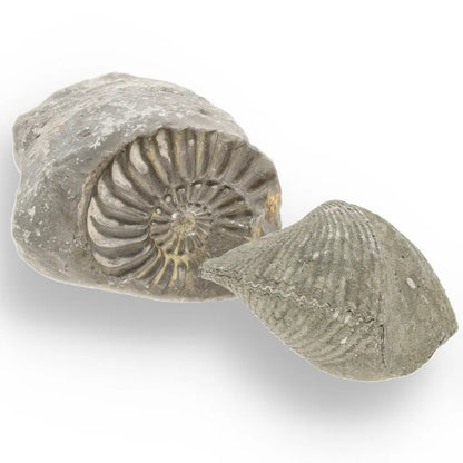 Get your Pyritized Ammonite and Clam Shell Fossil - Ancient Ocean's Golden Guardians online now or in store at Forever Gems in Franschhoek, South Africa