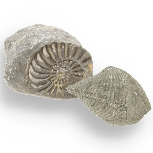 Get your Pyritized Ammonite and Clam Shell Fossil - Ancient Ocean's Golden Guardians online now or in store at Forever Gems in Franschhoek, South Africa
