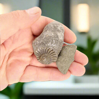 Get your Pyritized Ammonite and Clam Shell Fossil - Ancient Ocean's Golden Guardians online now or in store at Forever Gems in Franschhoek, South Africa