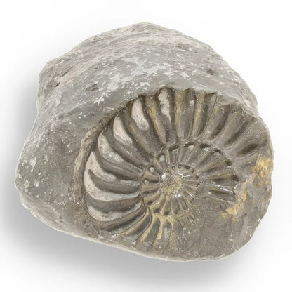 Get your Pyritized Ammonite and Clam Shell Fossil - Ancient Ocean's Golden Guardians online now or in store at Forever Gems in Franschhoek, South Africa