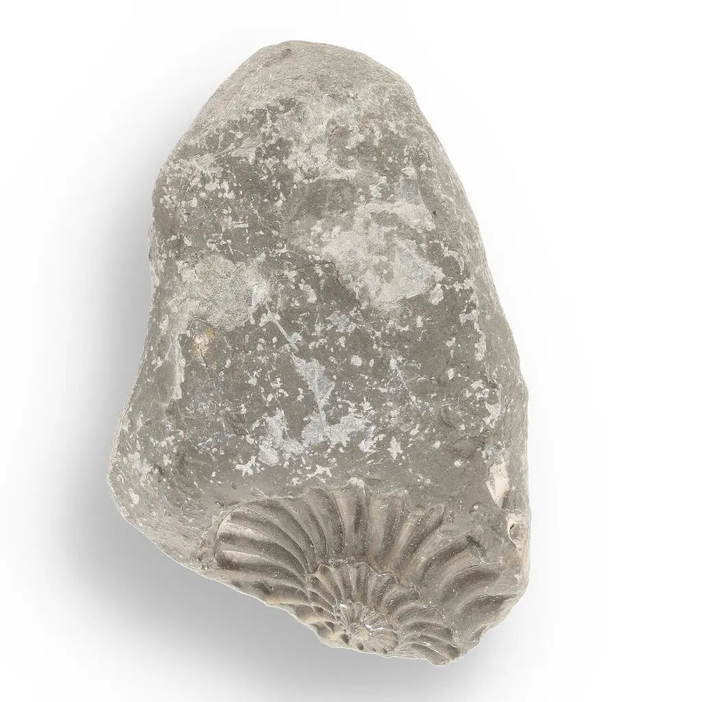 Get your Pyritized Ammonite and Clam Shell Fossil - Ancient Ocean's Golden Guardians online now or in store at Forever Gems in Franschhoek, South Africa
