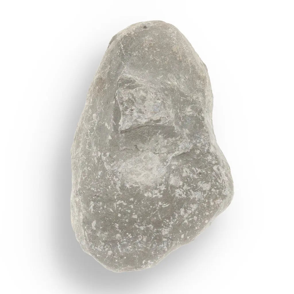 Get your Pyritized Ammonite and Clam Shell Fossil - Ancient Ocean's Golden Guardians online now or in store at Forever Gems in Franschhoek, South Africa