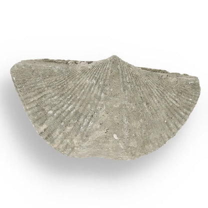 Get your Pyritized Ammonite and Clam Shell Fossil - Ancient Ocean's Golden Guardians online now or in store at Forever Gems in Franschhoek, South Africa