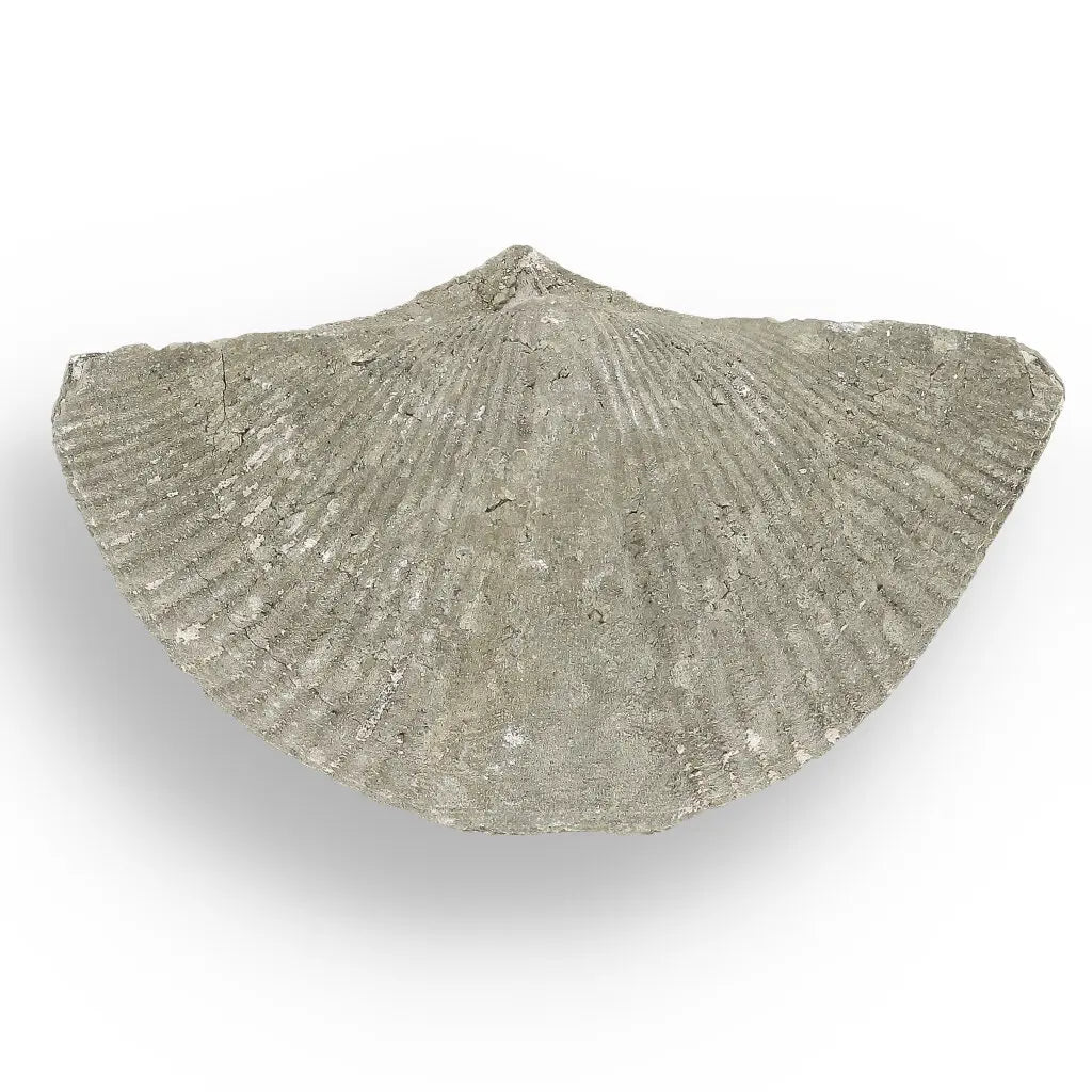 Get your Pyritized Ammonite and Clam Shell Fossil - Ancient Ocean's Golden Guardians online now or in store at Forever Gems in Franschhoek, South Africa