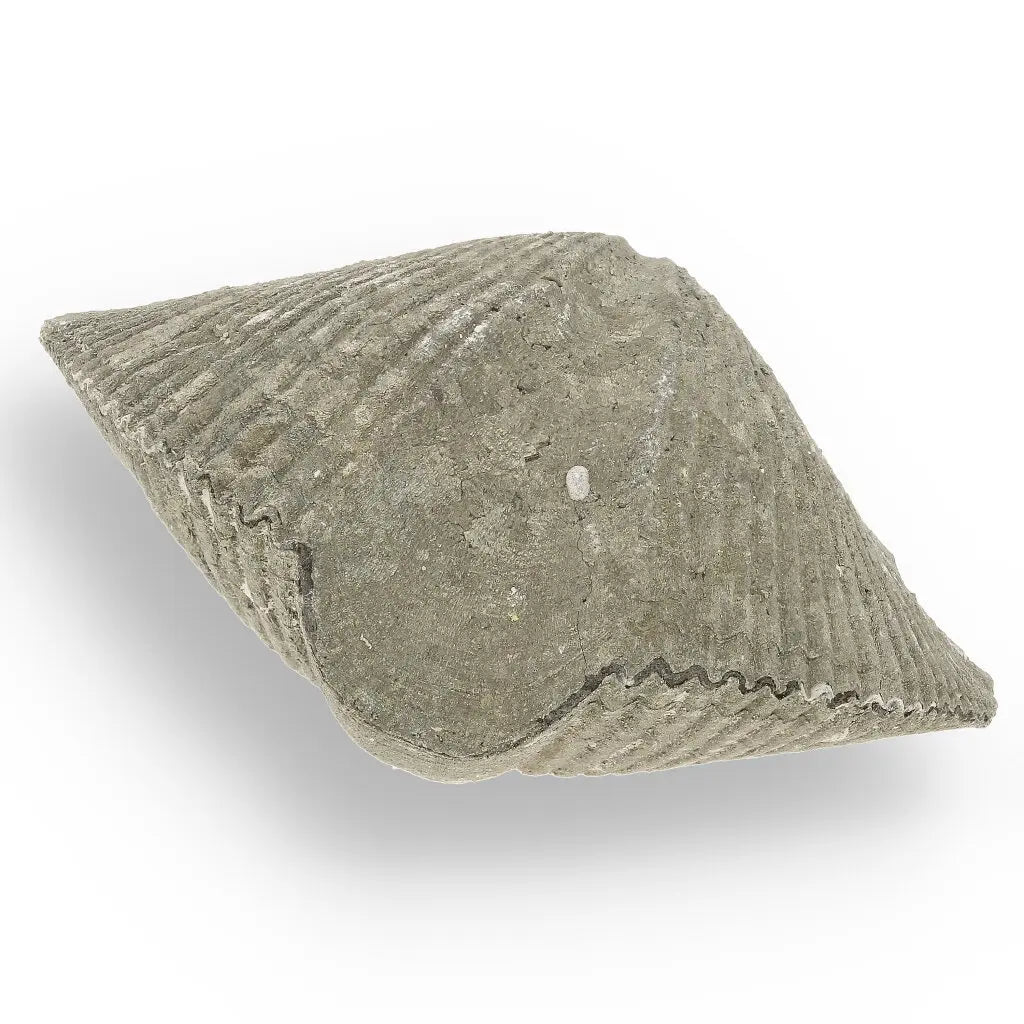 Get your Pyritized Ammonite and Clam Shell Fossil - Ancient Ocean's Golden Guardians online now or in store at Forever Gems in Franschhoek, South Africa
