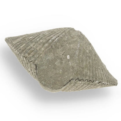 Get your Pyritized Ammonite and Clam Shell Fossil - Ancient Ocean's Golden Guardians online now or in store at Forever Gems in Franschhoek, South Africa