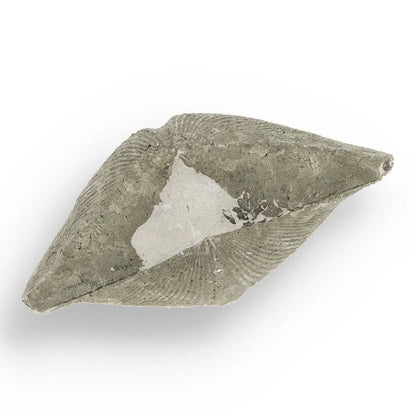 Get your Pyritized Ammonite and Clam Shell Fossil - Ancient Ocean's Golden Guardians online now or in store at Forever Gems in Franschhoek, South Africa