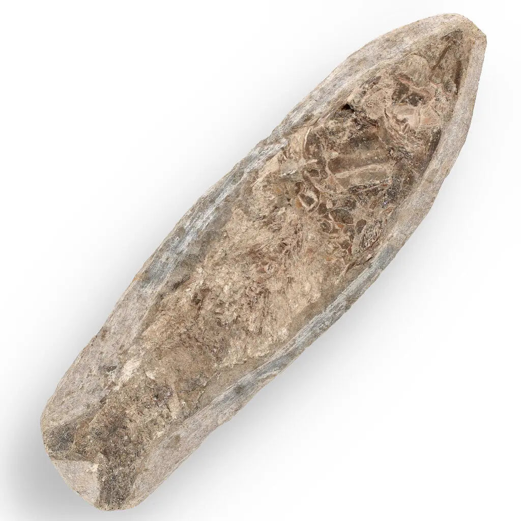 Buy your Brazilian Fossil Fish: Natural History's Gem online now or in store at Forever Gems in Franschhoek, South Africa