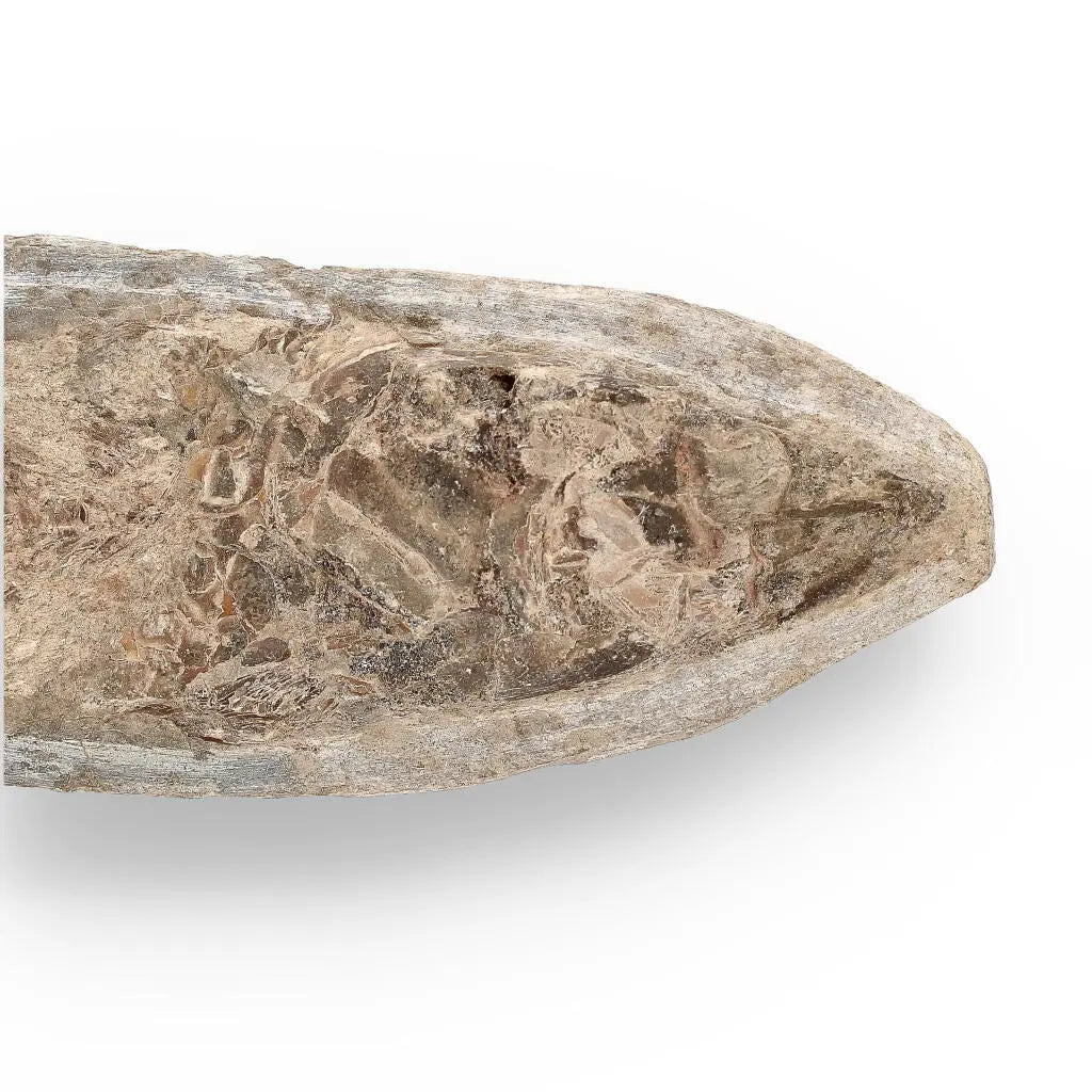 Buy your Brazilian Fossil Fish: Natural History's Gem online now or in store at Forever Gems in Franschhoek, South Africa