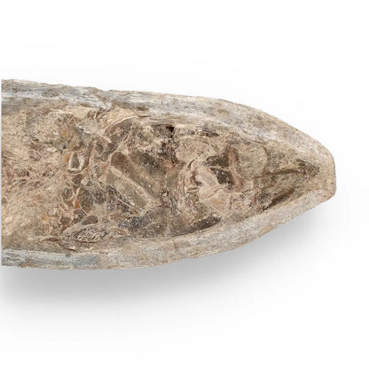 Buy your Brazilian Fossil Fish: Natural History's Gem online now or in store at Forever Gems in Franschhoek, South Africa