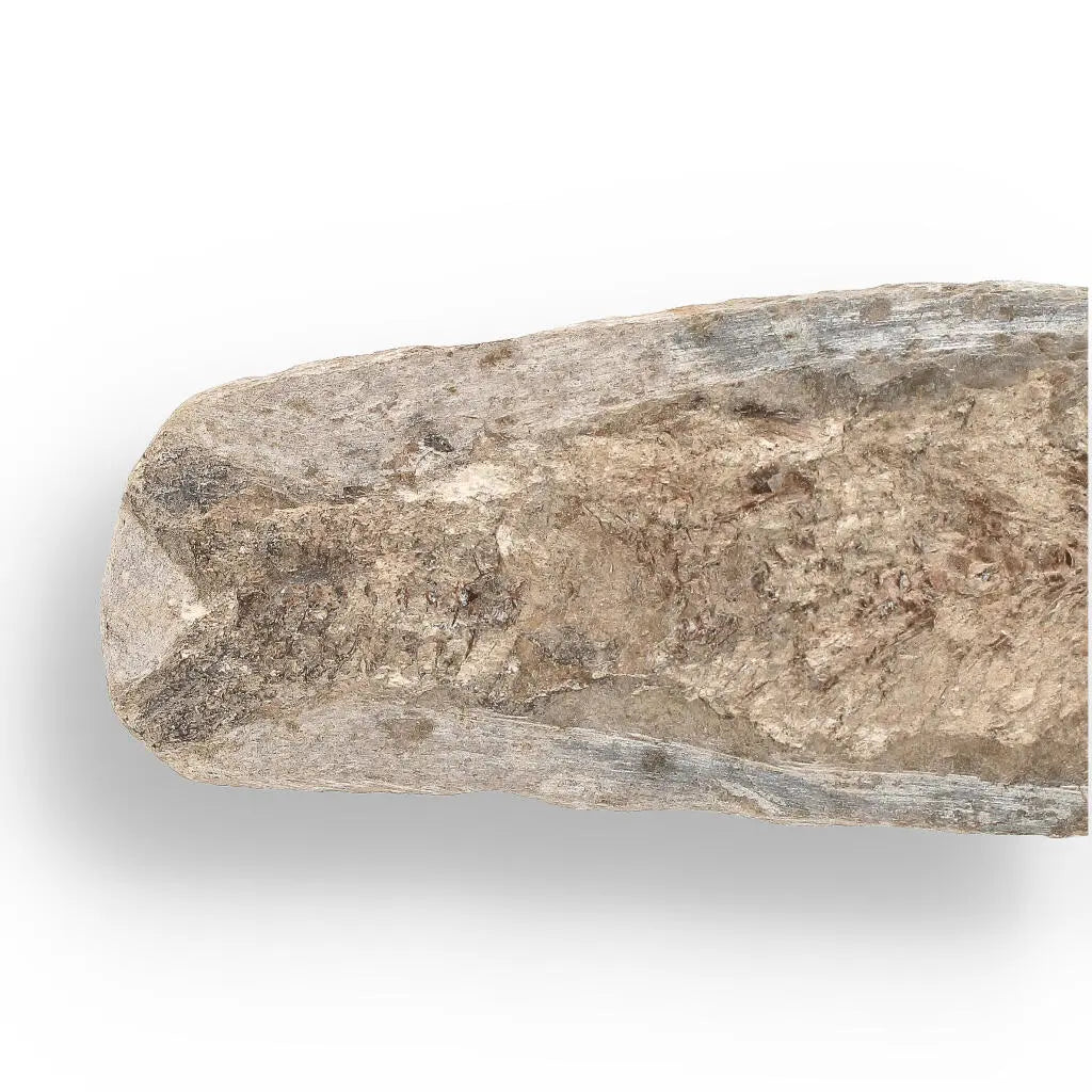 Buy your Brazilian Fossil Fish: Natural History's Gem online now or in store at Forever Gems in Franschhoek, South Africa