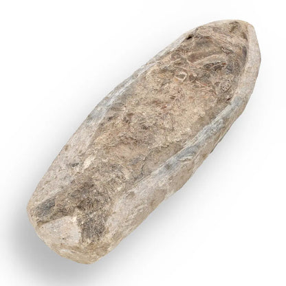 Buy your Brazilian Fossil Fish: Natural History's Gem online now or in store at Forever Gems in Franschhoek, South Africa