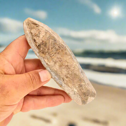 Buy your Brazilian Fossil Fish: Natural History's Gem online now or in store at Forever Gems in Franschhoek, South Africa