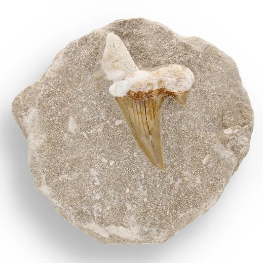 Buy your Prehistoric Predator’s Legacy: Shark Tooth online now or in store at Forever Gems in Franschhoek, South Africa
