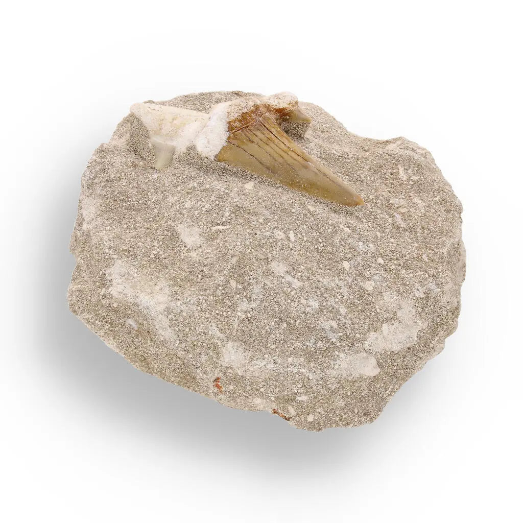 Buy your Prehistoric Predator’s Legacy: Shark Tooth online now or in store at Forever Gems in Franschhoek, South Africa
