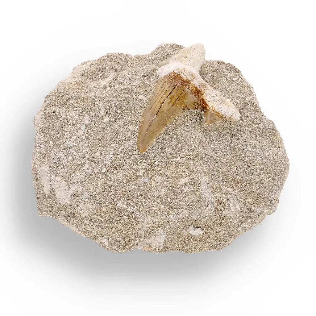 Buy your Prehistoric Predator’s Legacy: Shark Tooth online now or in store at Forever Gems in Franschhoek, South Africa