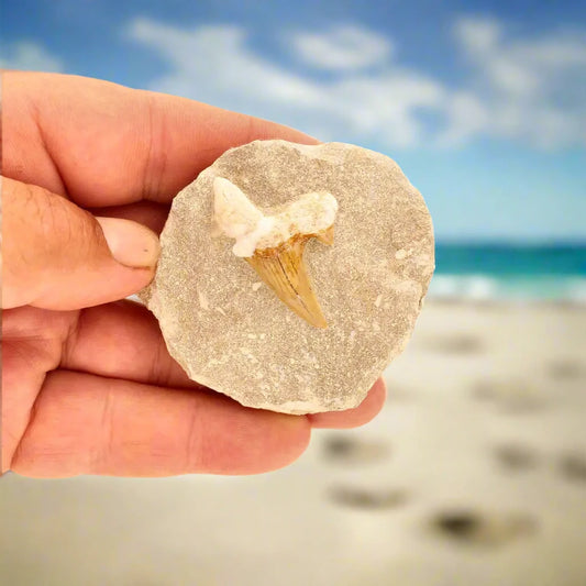 Buy your Prehistoric Predator’s Legacy: Shark Tooth online now or in store at Forever Gems in Franschhoek, South Africa