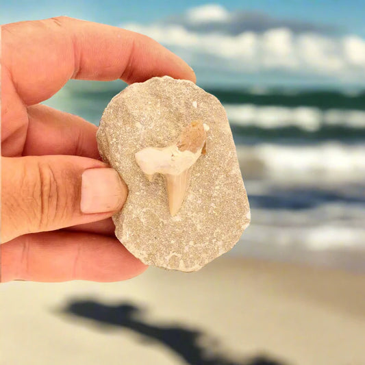 Buy your Otodus Obliquus Fossilized Marine Marvel online now or in store at Forever Gems in Franschhoek, South Africa