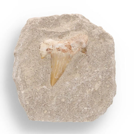 Buy your 65-Million-Year-Old Shark Treasure online now or in store at Forever Gems in Franschhoek, South Africa